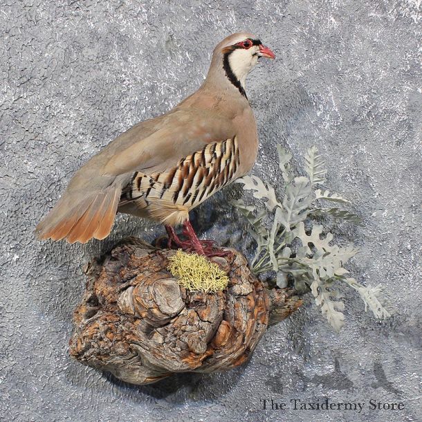 Chukar Standing Taxidermy Mount #11715 For Sale @ The Taxidermy Store