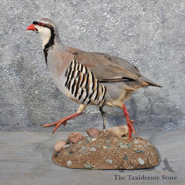 Chukar Standing Taxidermy Mount #11716 For Sale @ The Taxidermy Store