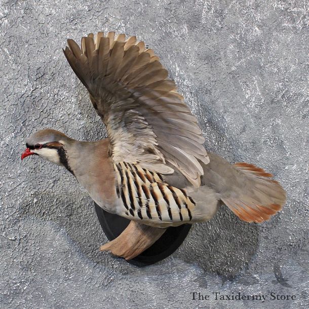 Chukar Flying Taxidermy Mount #11718 For Sale @ The Taxidermy Store