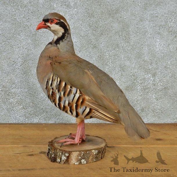 Chukar Standing Taxidermy Bird Mount #12693 For Sale @ The Taxidermy Store