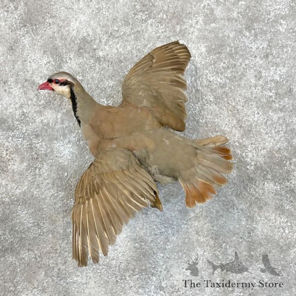 Chukar Partridge Life-Size Mount For Sale #28486 @ The Taxidermy Store