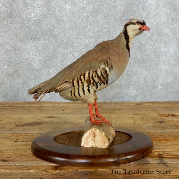 Chukar Taxidermy Mount For Sale - 18363 - The Taxidermy Store