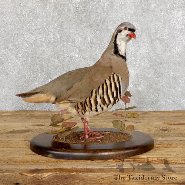 Chukar Taxidermy Mount For Sale 19476 @ The Taxidermy Store