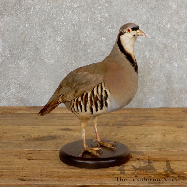 Chukar Taxidermy Mount For Sale #19764 @ The Taxidermy Store