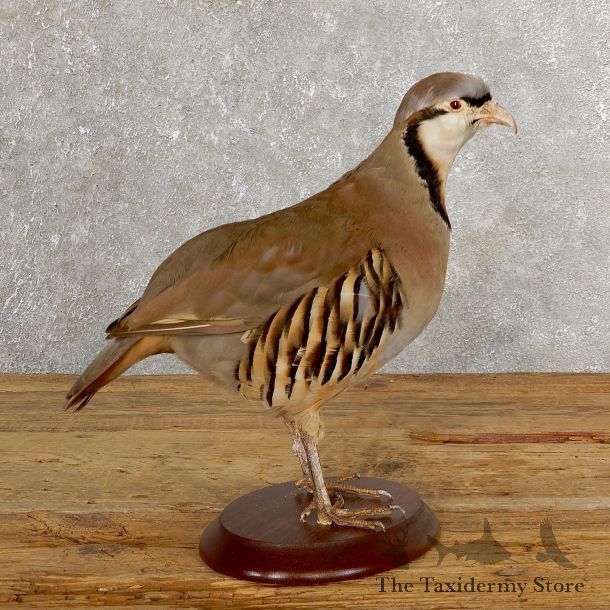 Chukar Taxidermy Mount For Sale #19765 @ The Taxidermy Store