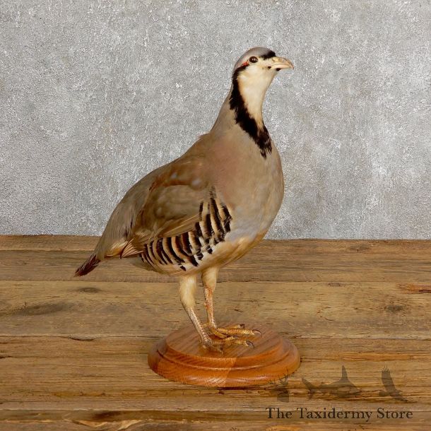 Chukar Taxidermy Mount For Sale #19766 @ The Taxidermy Store