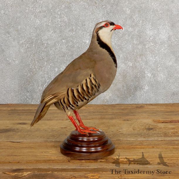 Chukar Taxidermy Mount For Sale #19767 @ The Taxidermy Store