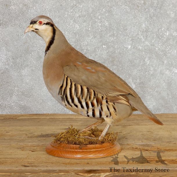 Chukar Taxidermy Mount For Sale #19768 @ The Taxidermy Store