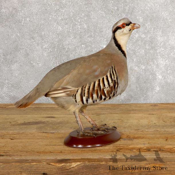 Chukar Taxidermy Mount For Sale #19769 @ The Taxidermy Store