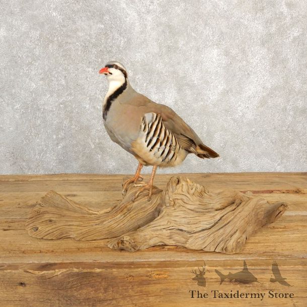 Chukar Taxidermy Mount For Sale #20630 @ The Taxidermy Store
