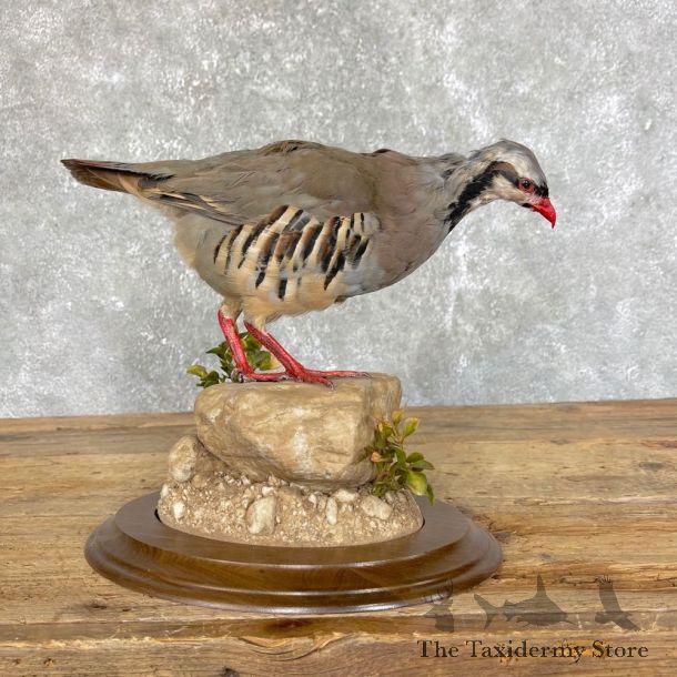 Chukar Taxidermy Mount For Sale #24495 @ The Taxidermy Store