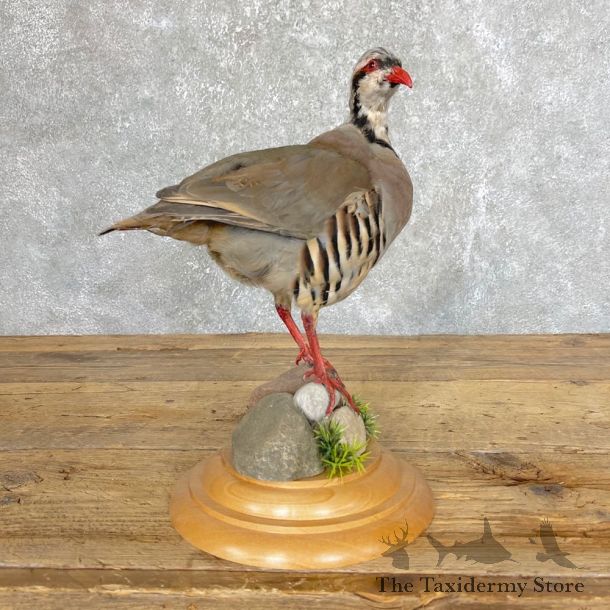 Chukar Taxidermy Mount For Sale #24496 @ The Taxidermy Store
