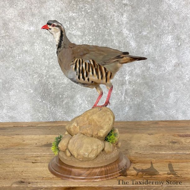 Chukar Taxidermy Mount For Sale #24497 @ The Taxidermy Store