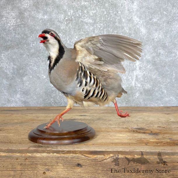 Chukar Taxidermy Mount For Sale #24498 @ The Taxidermy Store