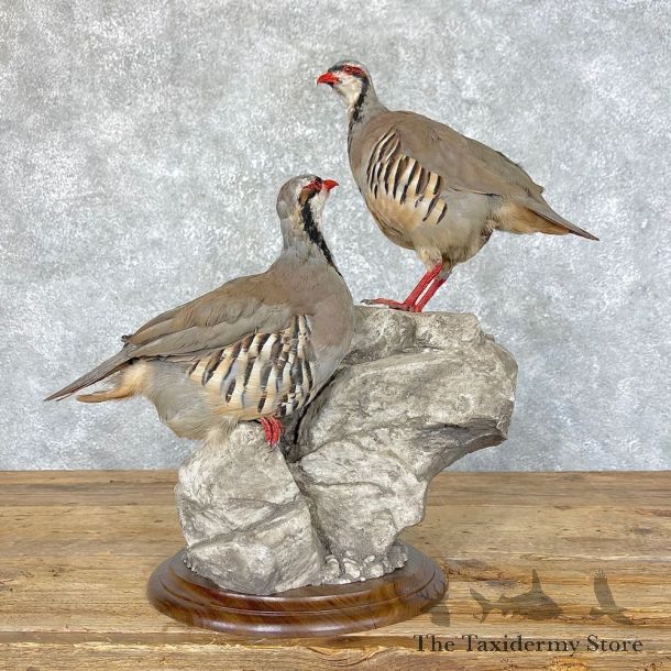 Chukar Taxidermy Mount For Sale #24499 @ The Taxidermy Store