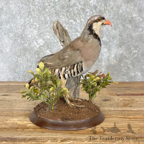 Chukar Taxidermy Mount For Sale #27201 @ The Taxidermy Store