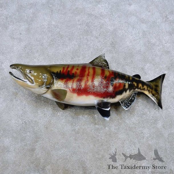 Chum Salmon Fish Mount For Sale #14375 @ The Taxidermy Store