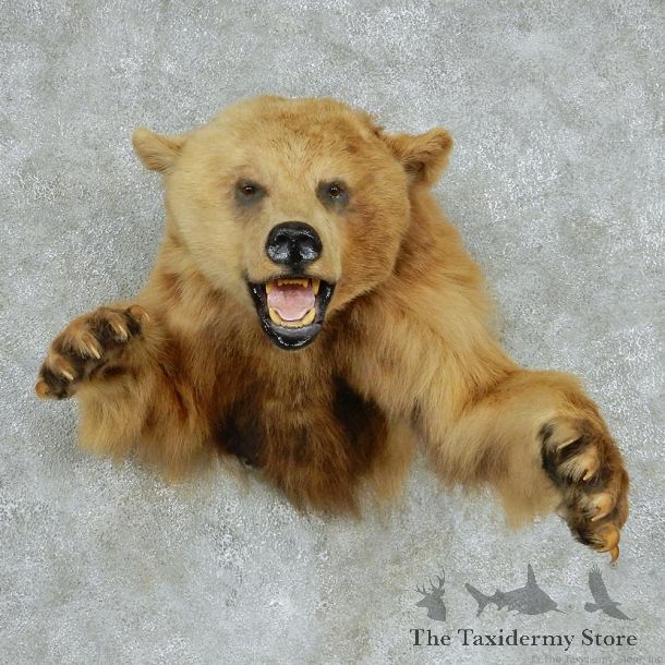 Cinnamon Bear Half-Life-Size Taxidermy Mount #13141 For Sale @ The Taxidermy Store