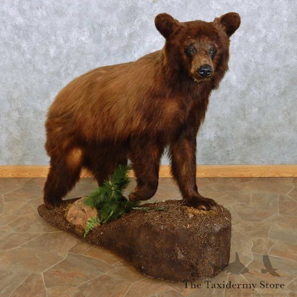 Cinnamon Black Bear Life-Size Mount For Sale #15115 @ The Taxidermy Store