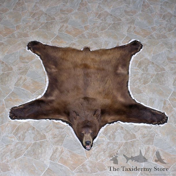 Coyote Taxidermy Rug For Sale #12328 For Sale @ The Taxidermy Store
