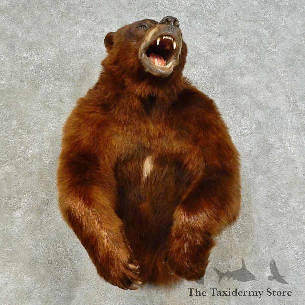Cinnamon Bear 1/2 Life-Size Mount For Sale #16392 @ The Taxidermy Store