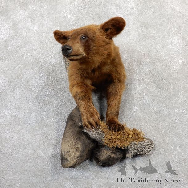 Cinnamon Bear 1/2-Life-Size Mount For Sale #19289 @ The Taxidermy Store