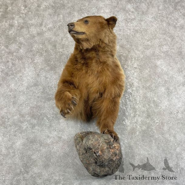 Cinnamon Bear Life-Size Taxidermy Mount For Sale #26169 - The Taxidermy Store