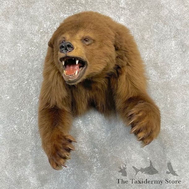 Cinnamon Black Bear 1/2-Life-Size Mount For Sale #24153 @ The Taxidermy Store