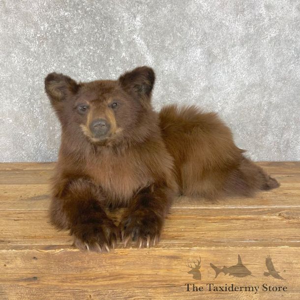 Cinnamon Black Bear Cub Life-Size Mount For Sale #24132 @ The Taxidermy Store