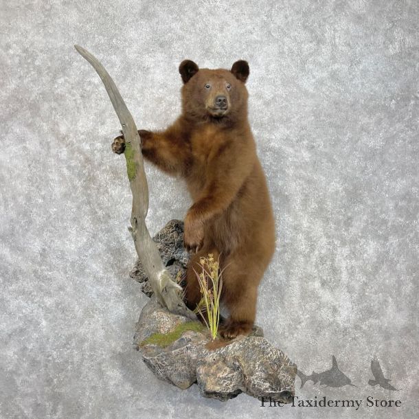 Cinnamon Black Bear Cub Life-Size Mount For Sale #28342 @ The Taxidermy Store