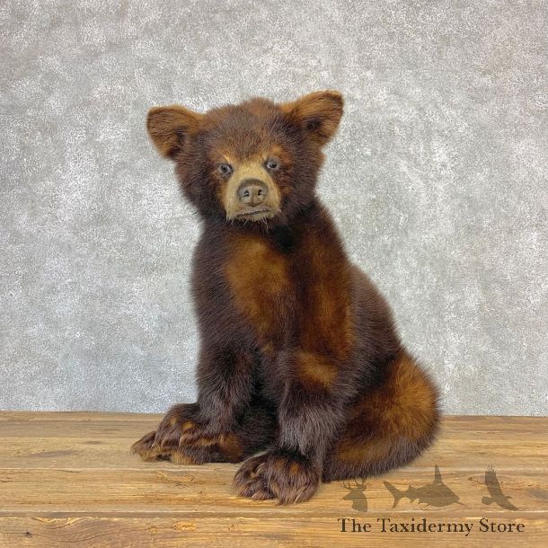 Cinnamon Black Bear Cub Mount For Sale #21636 @ The Taxidermy Store