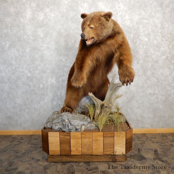 Cinnamon Black Bear Life-Size Mount For Sale #19780 @ The Taxidermy Store