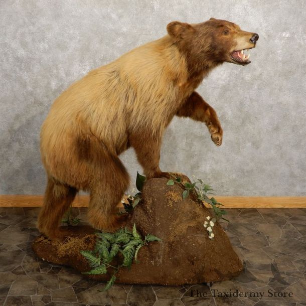 Cinnamon Black Bear Life-Size Mount For Sale #21350 @ The Taxidermy Store