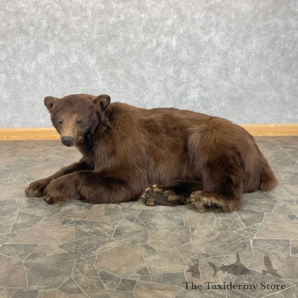 Cinnamon Black Bear Life-Size Mount For Sale #28098 @ The Taxidermy Store