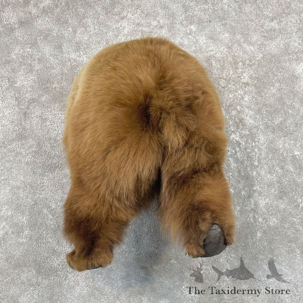Cinnamon Black Bear Rear Mount For Sale #26170 @ The Taxidermy Store