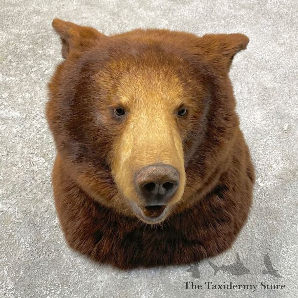 Cinnamon Black Bear Shoulder Mount For Sale #24640 @ The Taxidermy Store