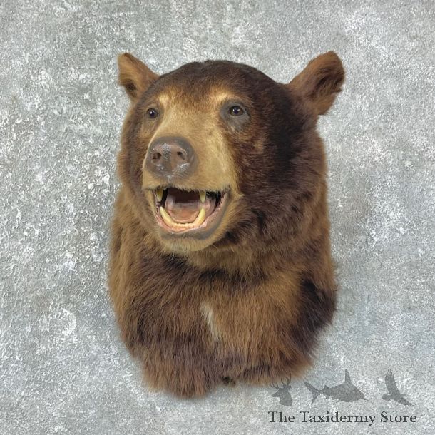 Cinnamon Black Bear Shoulder Mount For Sale #25614 @ The Taxidermy Store