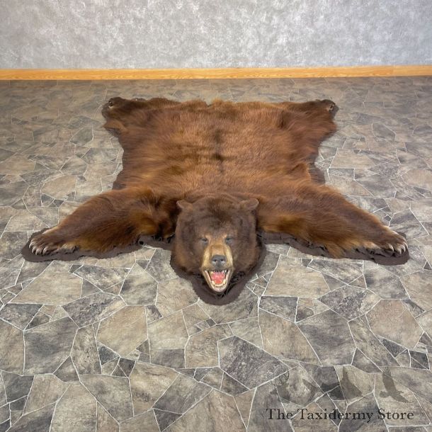 Cinnamon Phase Black Bear Full-Size Rug For Sale #25591 @ The Taxidermy Store
