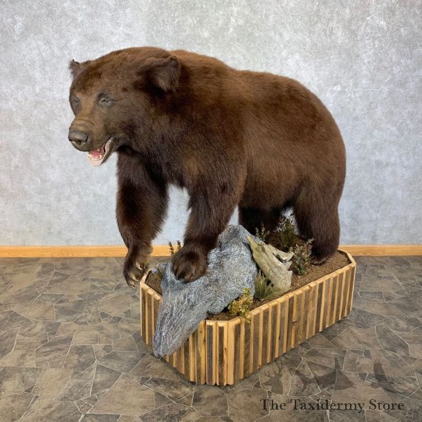 Cinnamon Phase Black Bear Life-Size Mount For Sale #23155 @ The Taxidermy Store