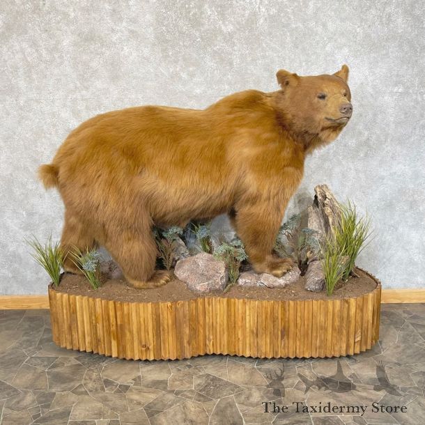 Cinnamon Phase Black Bear Life-Size Mount For Sale #24848 @ The Taxidermy Store