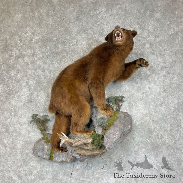 Cinnamon Phase Black Bear Life-Size Mount For Sale #25277 @ The Taxidermy Store