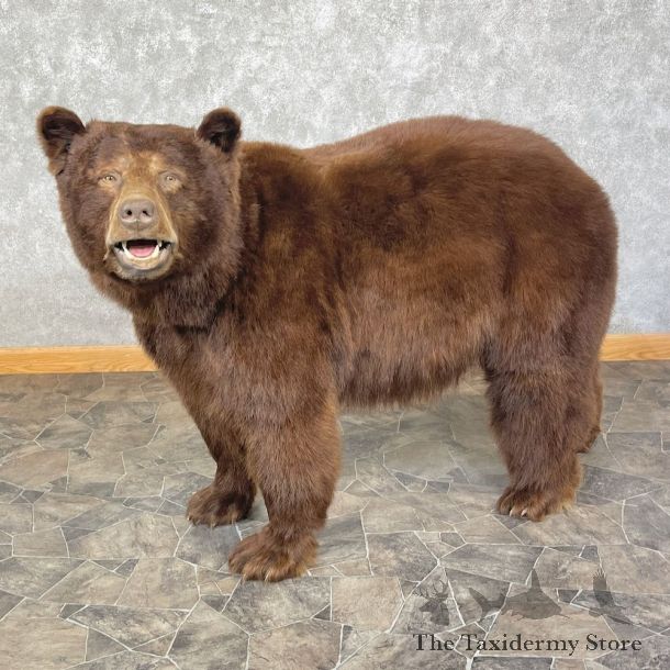 Cinnamon Phase Black Bear Life-Size Mount For Sale #25406 @ The Taxidermy Store