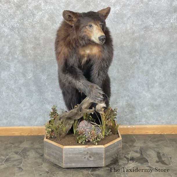 Cinnamon Phase Black Bear Life-Size Mount For Sale #28333 @ The Taxidermy Store