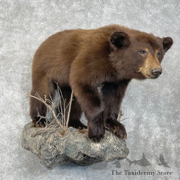 Cinnamon Phase Black Bear Life-Size Mount For Sale #28343 @ The Taxidermy Store