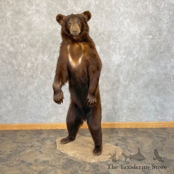 Cinnamon Phase Black Bear Mount For Sale #24850 @ The Taxidermy Store