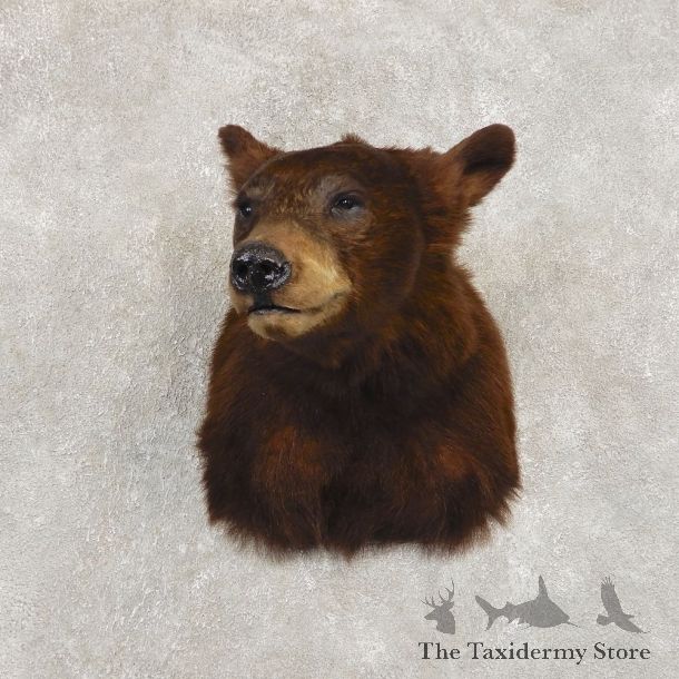Cinnamon Phase Black Bear Shoulder Mount For Sale #21409 @ The Taxidermy Store
