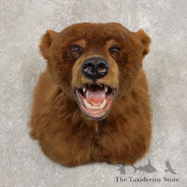 Cinnamon Phase Black Bear Shoulder Mount For Sale #21412 @ The Taxidermy Store