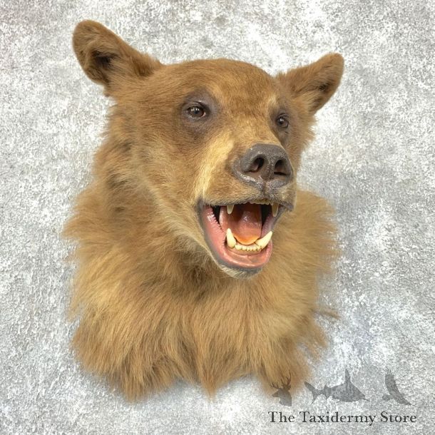 Cinnamon Phase Black Bear Shoulder Mount For Sale #21750 @ The Taxidermy Store