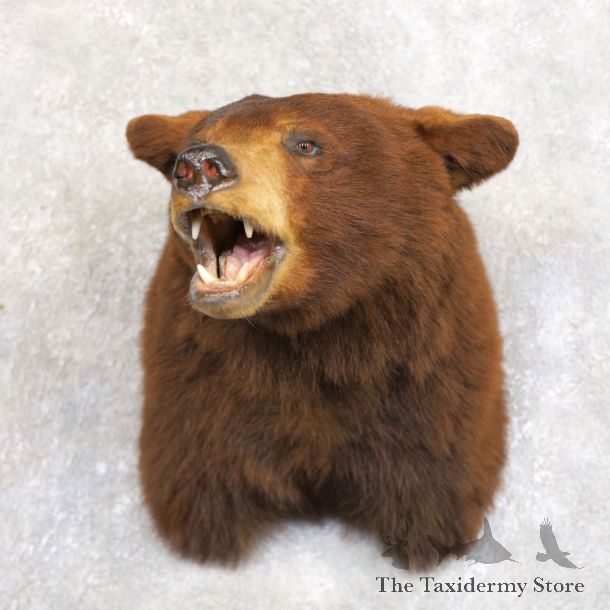 Cinnamon Phase Black Bear Shoulder Mount For Sale #22231 @ The Taxidermy Store