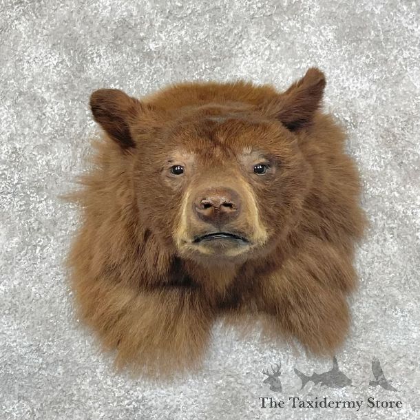Cinnamon Phase Black Bear Shoulder Mount For Sale #28417 @ The Taxidermy Store